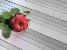 Top view of red rose on white natural wood surface space for text photo
