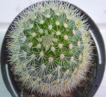 Top view of pincushion cactus on a white natural wood surface photo