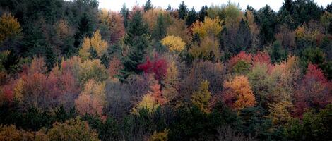 nuevo York otoño colores foto