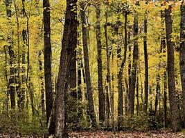 Pennsylvania Fall Colors photo