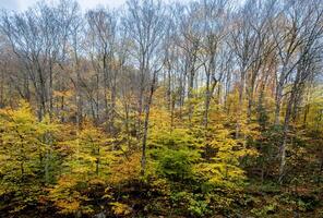 nuevo Hampshire otoño colores foto