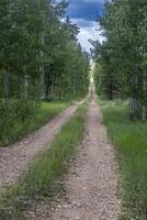 Country Road In Forest photo