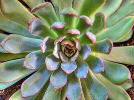 Top view of cactus plant photo