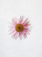 Purple Coneflower lay flat on white background, space for text photo