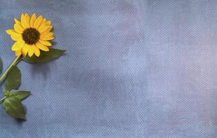 Top view of Sunflower on lay flat multi-colored background photo