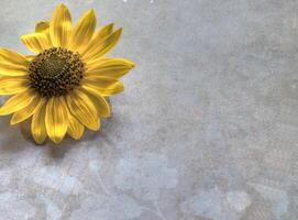 Top view of Sunflower on lay flat multi-colored background photo