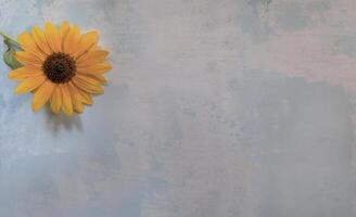 Top view of Sunflower on lay flat multi-colored background photo