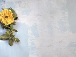 Top view of Yellow Rose on lay flat multi-colored background photo