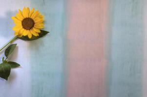 Top view of Sunflower on multi-colored background photo