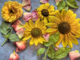 Top view of Sunflower on lay flat multi-colored background photo