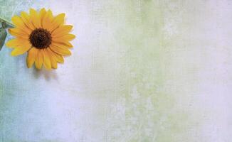 Top view of Sunflower on lay flat multi-colored background photo