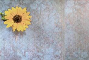 Top view of Sunflower on lay flat multi-colored background photo