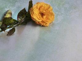 Top view of Yellow Rose on lay flat multi-colored background photo