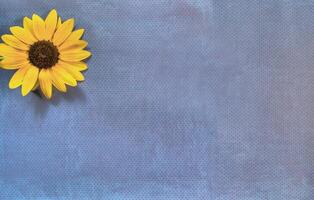 Top view of Sunflower on lay flat multi-colored background photo