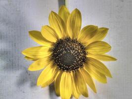 Top view of Sunflower on lay flat multi-colored background photo