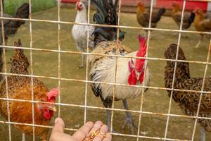 hombre alimentación animal grupos pollo gallus doméstico en el nacional granja. el foto es adecuado a utilizar para granja póster y animal contenido medios de comunicación.