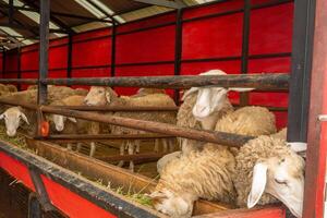 caricias animal grupos oveja ovis Aries en el nacional granja el foto es adecuado a utilizar para granja póster y animal contenido medios de comunicación.