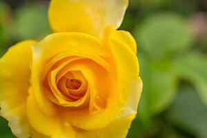 Fresco amarillo Rosa rosa foetida perciana en el jardín. el foto es adecuado a utilizar para botánico contenido medios de comunicación y flores naturaleza foto antecedentes.