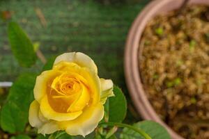 Fresco amarillo Rosa rosa foetida perciana en el jardín. el foto es adecuado a utilizar para botánico contenido medios de comunicación y flores naturaleza foto antecedentes.