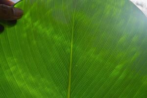 Close up photo of banana leaf when grow up. The photo is perfect for nature background, poster and advertising.