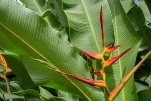 Wild yellow flower decorative banana plant on the rainforest. The photo is suitable to use for nature background flower poster and botanical content media.