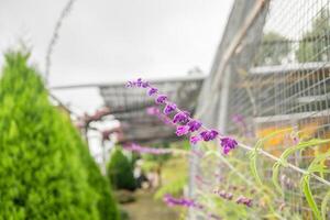 pequeño púrpura flor de mexicano arbusto sabio salvia leucanta en el jardín. foto es adecuado a utilizar para naturaleza fondo, botánico póster y jardín contenido medios de comunicación.