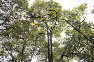 frente yarda de tradicional Reino central Java solo con zapote árbol manilkara zapotá. el foto es adecuado a utilizar para naturaleza antecedentes y contenido medios de comunicación.