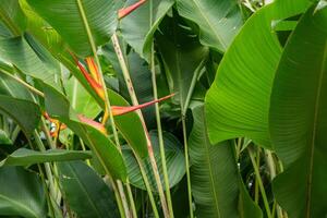 Wild yellow flower decorative banana plant on the rainforest. The photo is suitable to use for nature background flower poster and botanical content media.