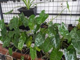 Decorative plant on rack wall agriculture. Photo is suitable to use for nature background, botanical poster and garden content media.