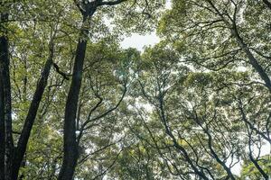 frente yarda de tradicional Reino central Java solo con zapote árbol manilkara zapotá. el foto es adecuado a utilizar para naturaleza antecedentes y contenido medios de comunicación.