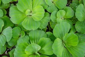 Green leaf of water lettuce Pistia stratiotes on the garden pool. The photo is suitable to use for botanical background, nature poster and flora education content media.