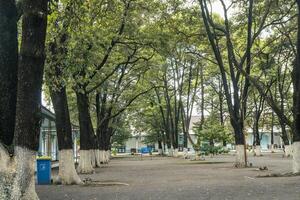 Front yard of traditional kingdom Central Java Solo with sapodilla tree Manilkara zapota. The photo is suitable to use for nature background and content media.