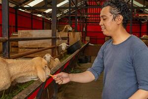 Man was feeding the sheep Ovis aries on the national farm. The photo is suitable to use for farm poster and animal content media.