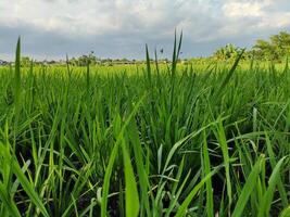 green rice fields in the afternoon photo