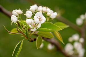 Blossoming branch of pear tree with white flowers on green background photo