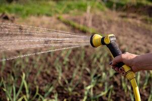 Spring watering of vegetable garden from a sprinkler, close-up, selective focus photo