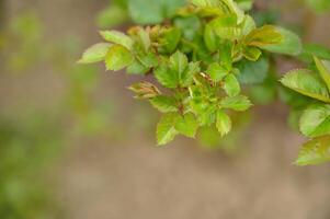 green rose bush with young leaves on blurred green background, shallow depth of field photo
