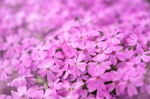 Close up of pink flowers, Phlox subulata photo