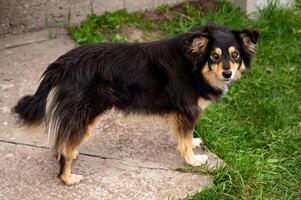 Beautiful long-haired black and brown mongrel dog standing on the grass photo