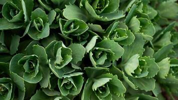 Close-up of green ornamental cabbage plant in the garden. photo