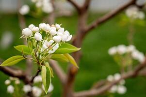 Blossoming branch of pear tree with white flowers on green background photo