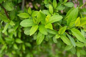 Close up of green leaves in garden with selective focus and shallow depth of field. photo