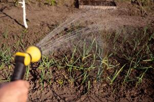 Watering the garden with a hose. photo