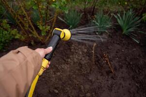 Sprinkler watering plants in the garden. Gardening concept. photo