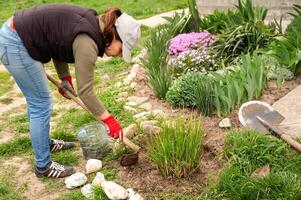 Gardener woman planting plants in the garden. Gardening concept. photo