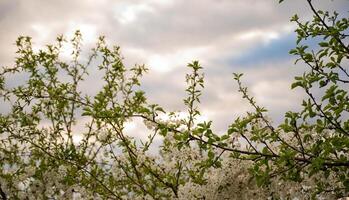 Flowering branch of cherry against the background of the cloudy sky photo