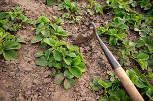 Gardening tools weed strawberries in the garden. Selective focus. photo