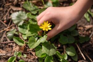 Small yellow flower in the hands of a child on a background of green leaves photo