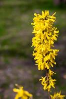 forsitia floreciente en temprano primavera, de cerca foto