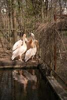 large pink pelicans near a pond in the zoo photo